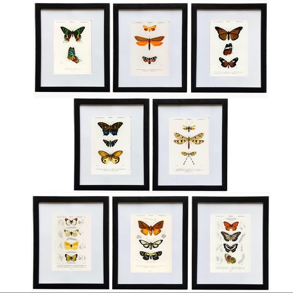 8 Framed Vertical Butterfly Prints